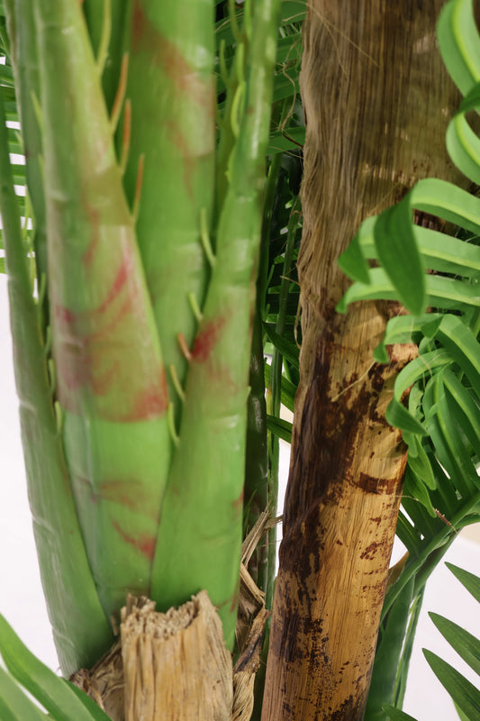 ARECA PALM (GOLDEN CANE) — 70.9" (180 cm)