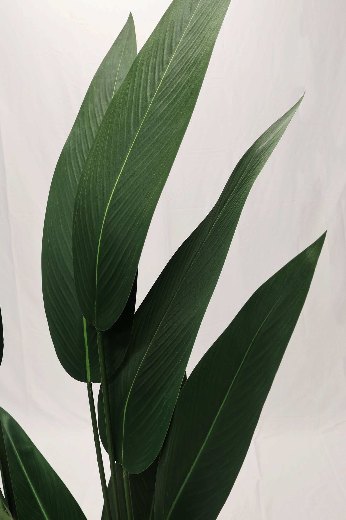 CANNA LILY TREE — 70.1" (178 cm)
