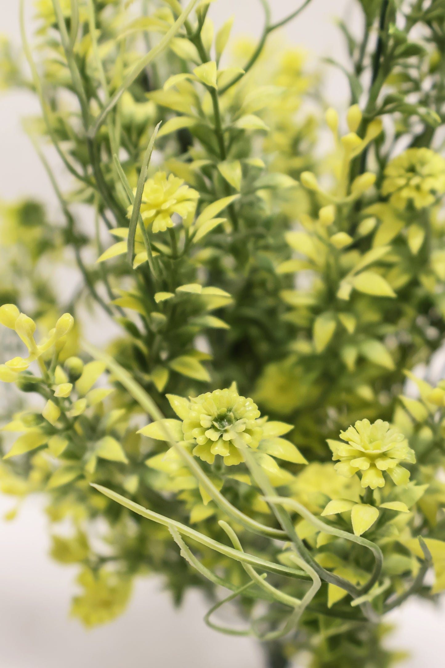 DOUBLE WAXFLOWER BUSH (CHAMELAUCIUM) — 18" (46 cm)