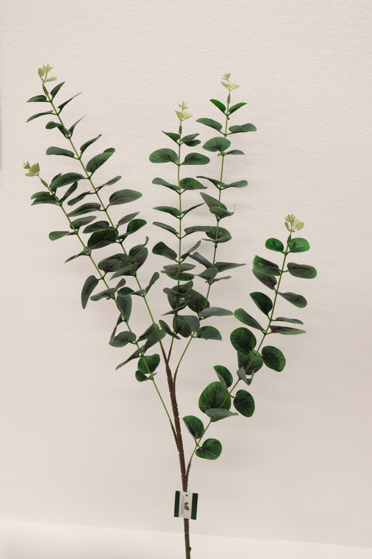 EUCALYPTUS — 36.6" (93 cm)