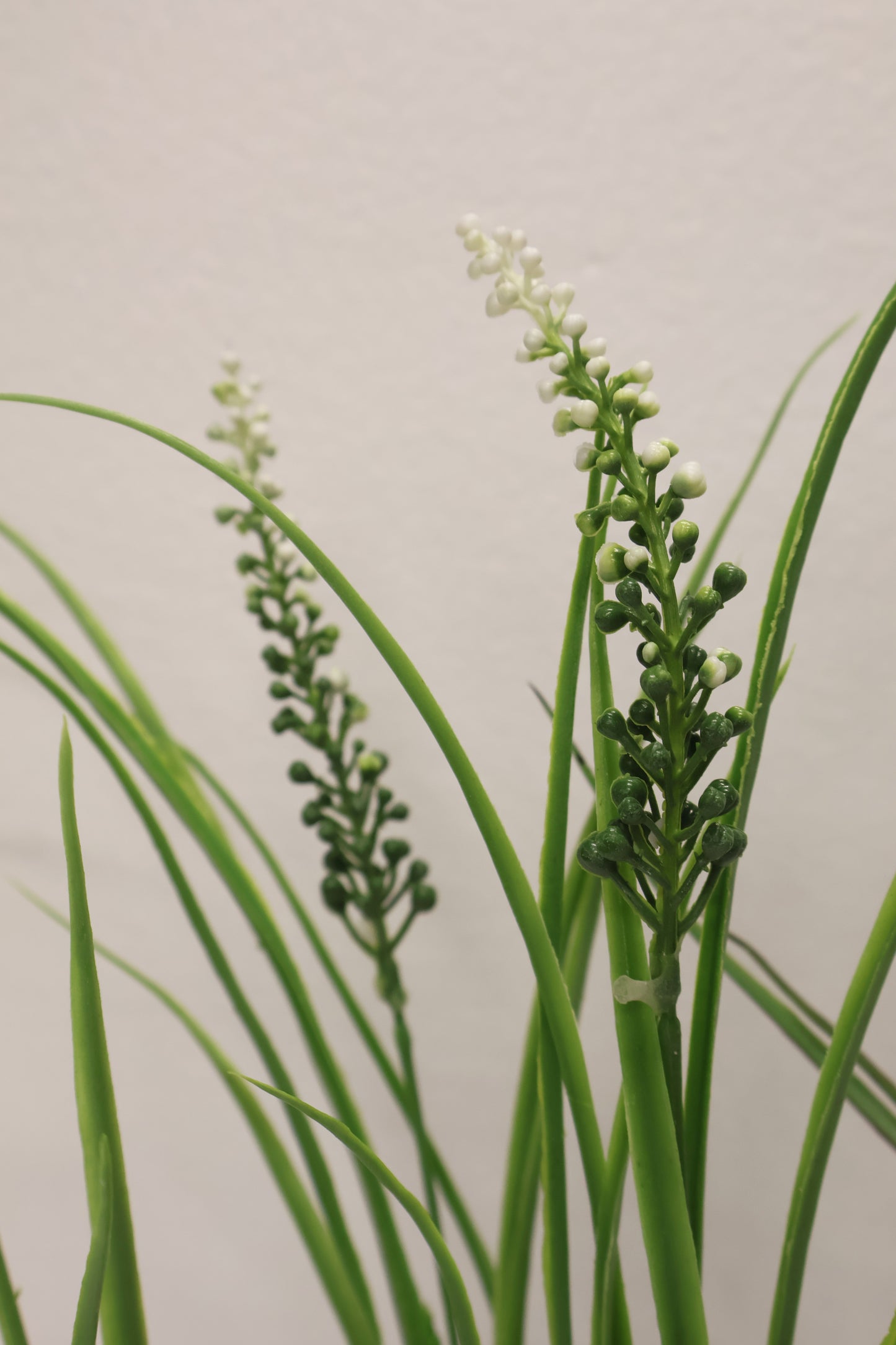 LILYTURF (LIRIOPE) BUSH — 23" (58 cm)