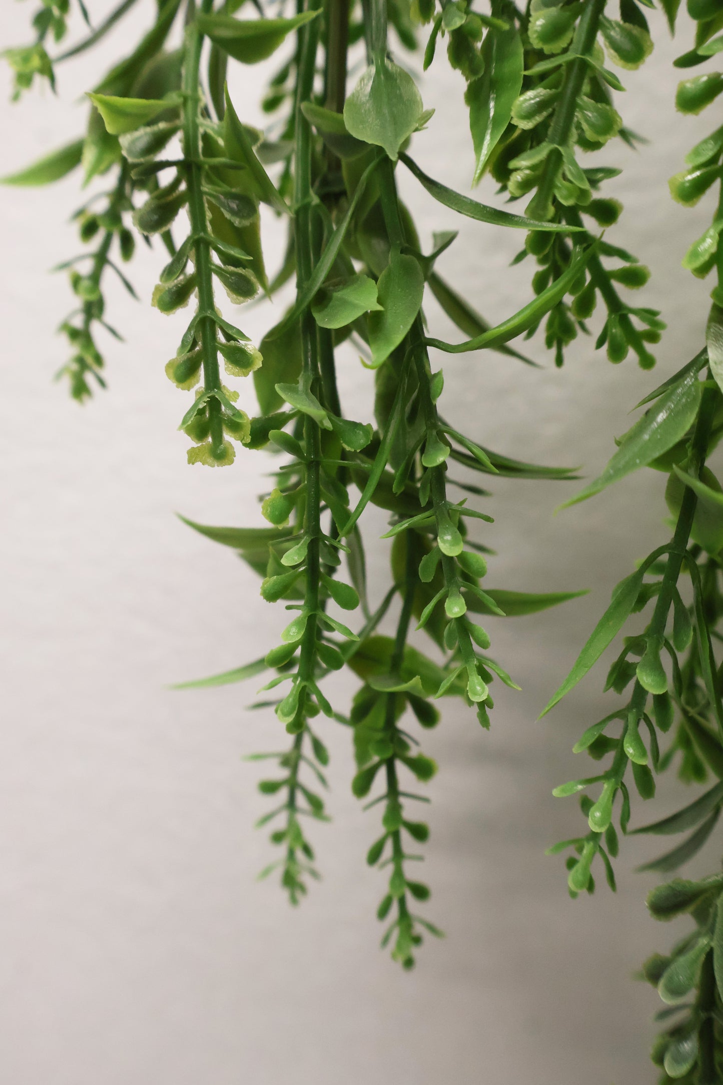 BASIL BUD VINE (BOXWOOD TYPE) — 34" (86 cm)
