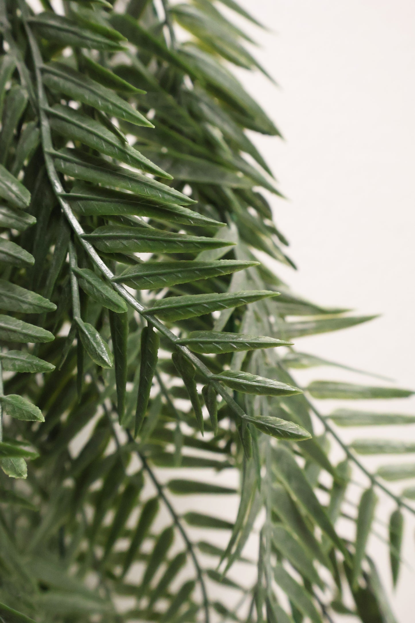 WEEPING PODOCARPUS VINE — 34" (86 cm)