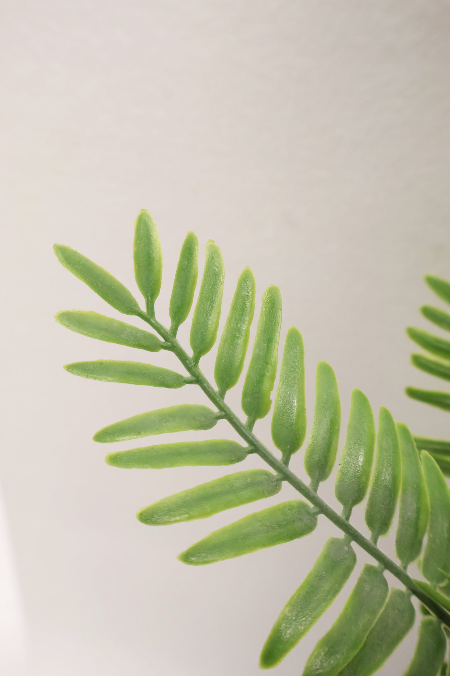 FERNLEAF ACACIA BUSH — 23" (58 cm)