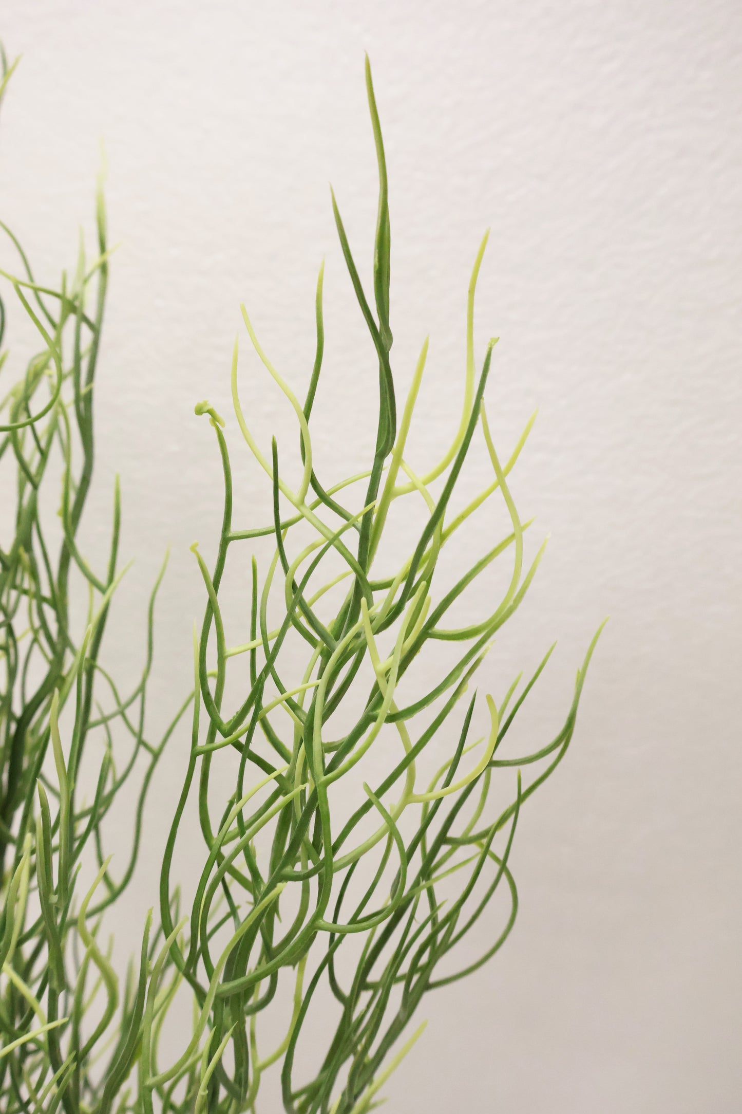 SPANISH MOSS BUSH (TILLANDSIA USNEOIDES) — 25" (64 cm)