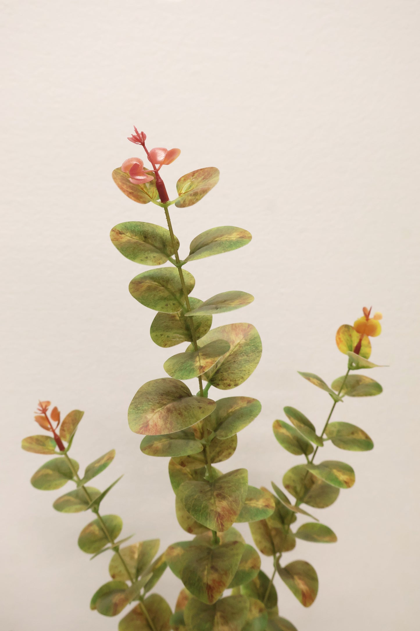 EUCALYPTUS — 37.4" (95 cm)