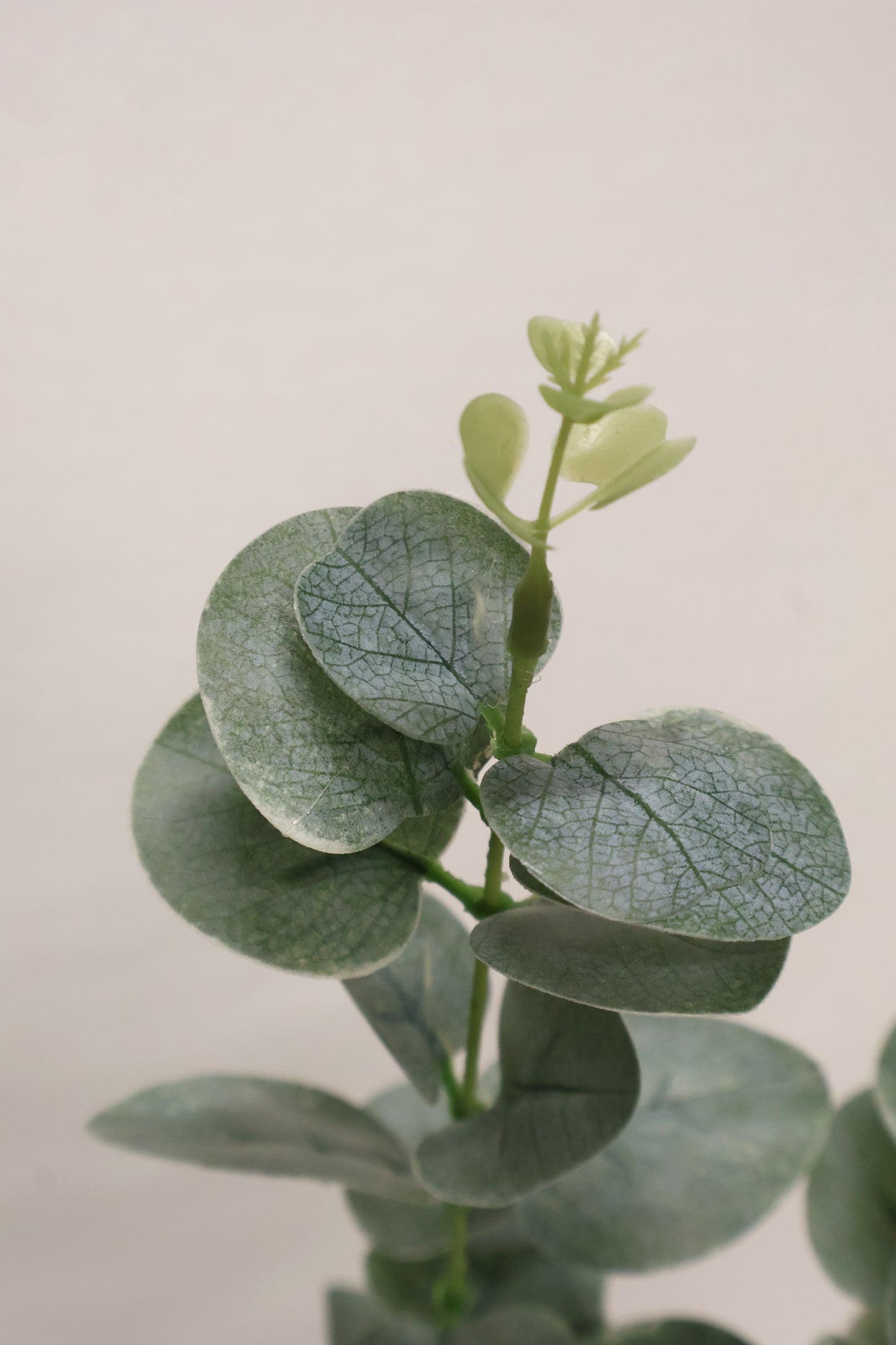 EUCALYPTUS — 36.6" (93 cm)
