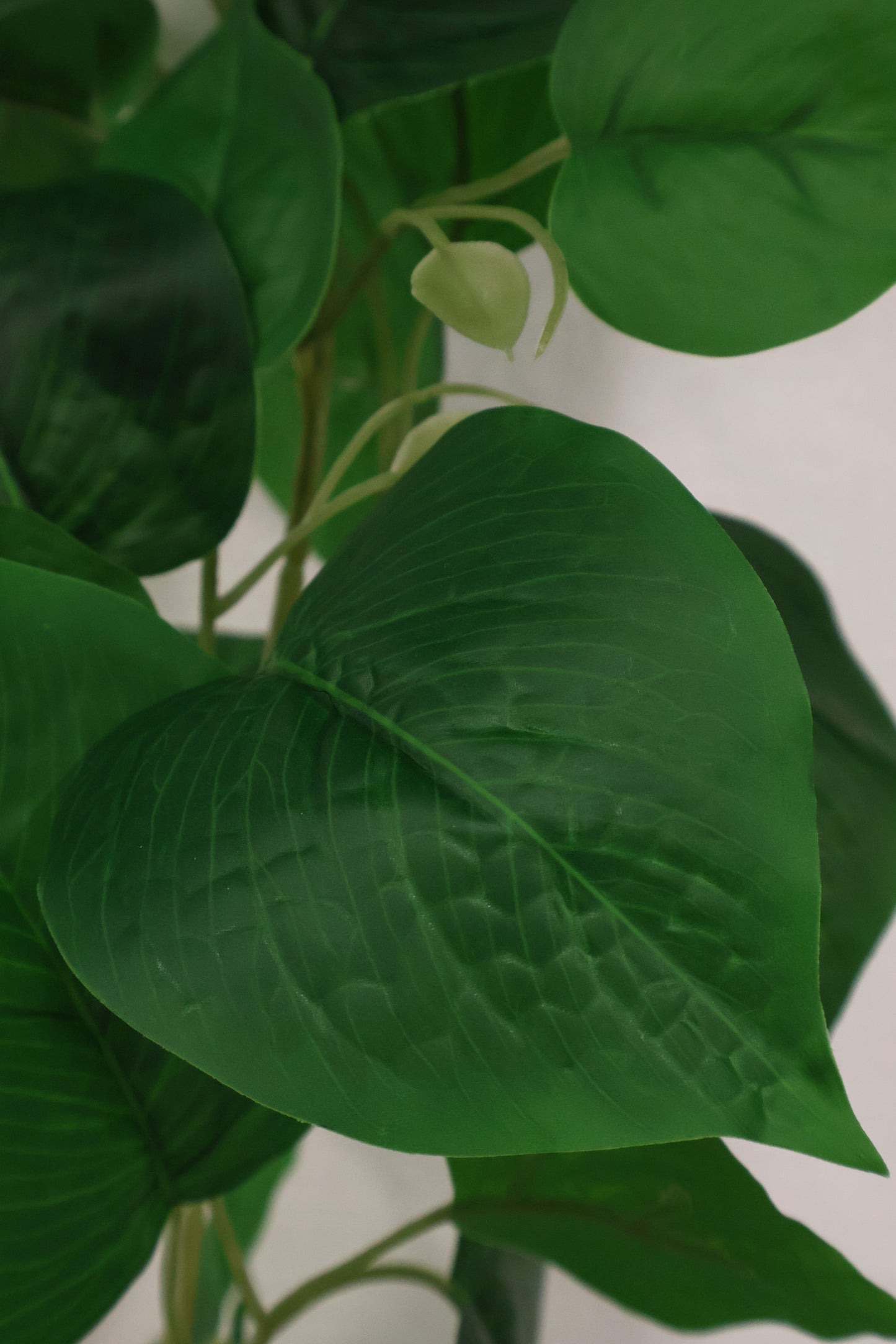 HEARTLEAF PHILODENDRON VINE — 68.5" (174 cm)