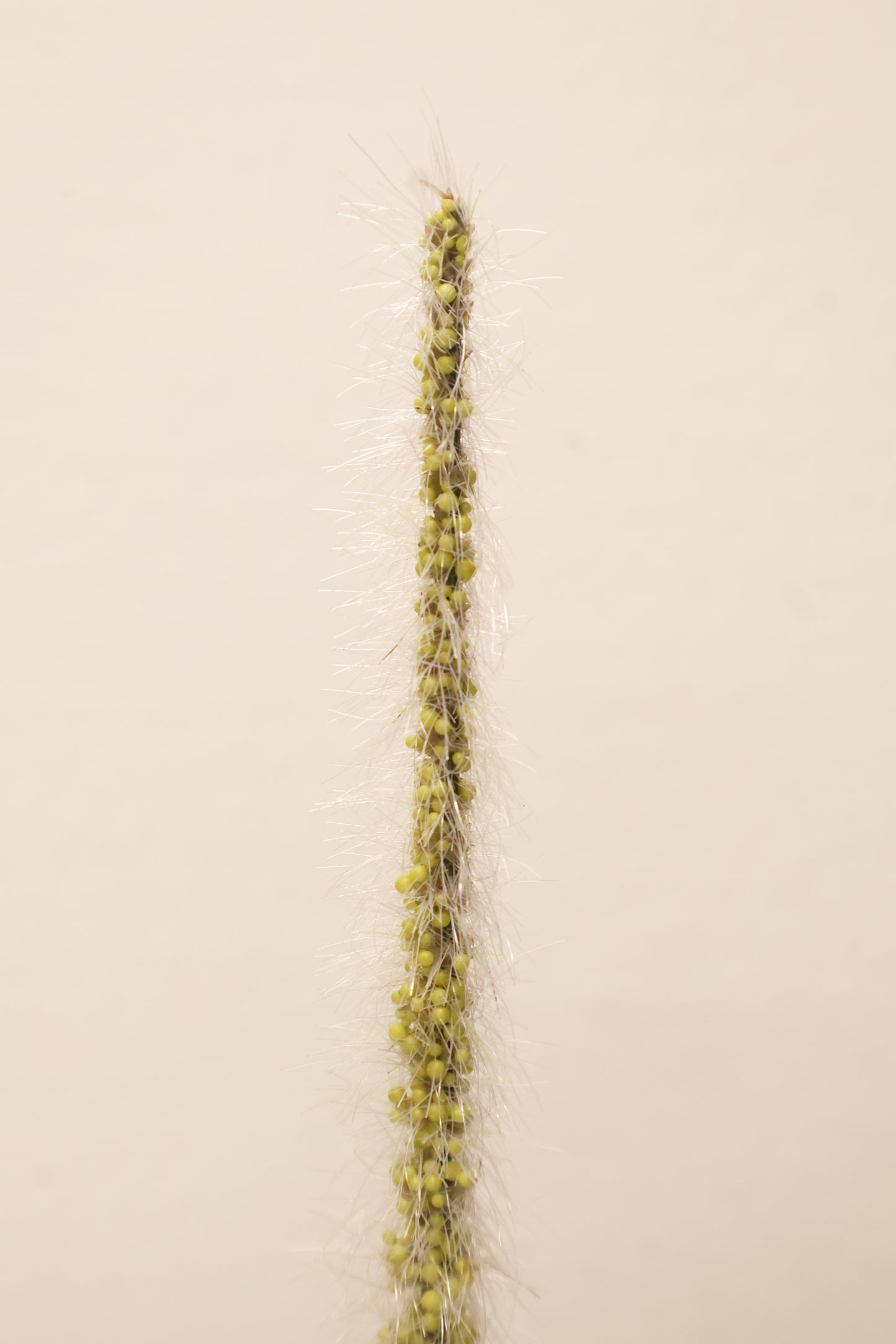 ORNAMENTAL GRASS STEM — 41.3" (105 cm)
