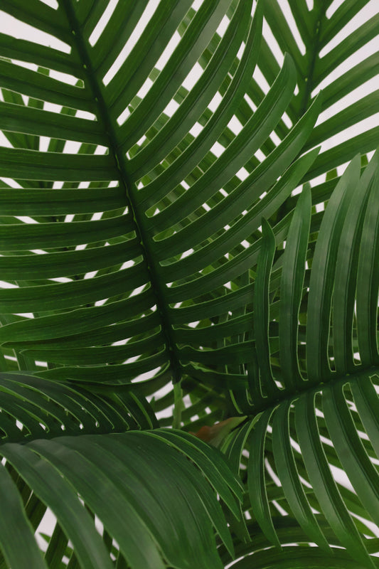 MINI ARECA PALM — 43.3" (110 cm)