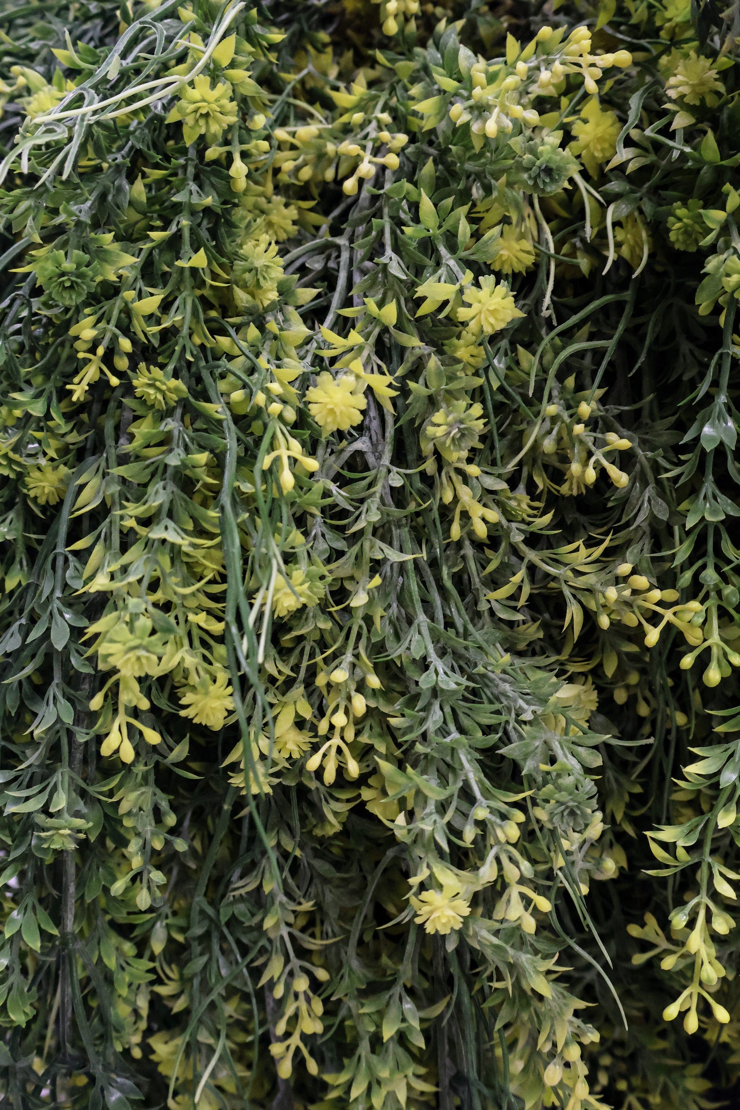 WAXFLOWER SPRAY (CHAMELAUCIUM) — 40" (102 cm)