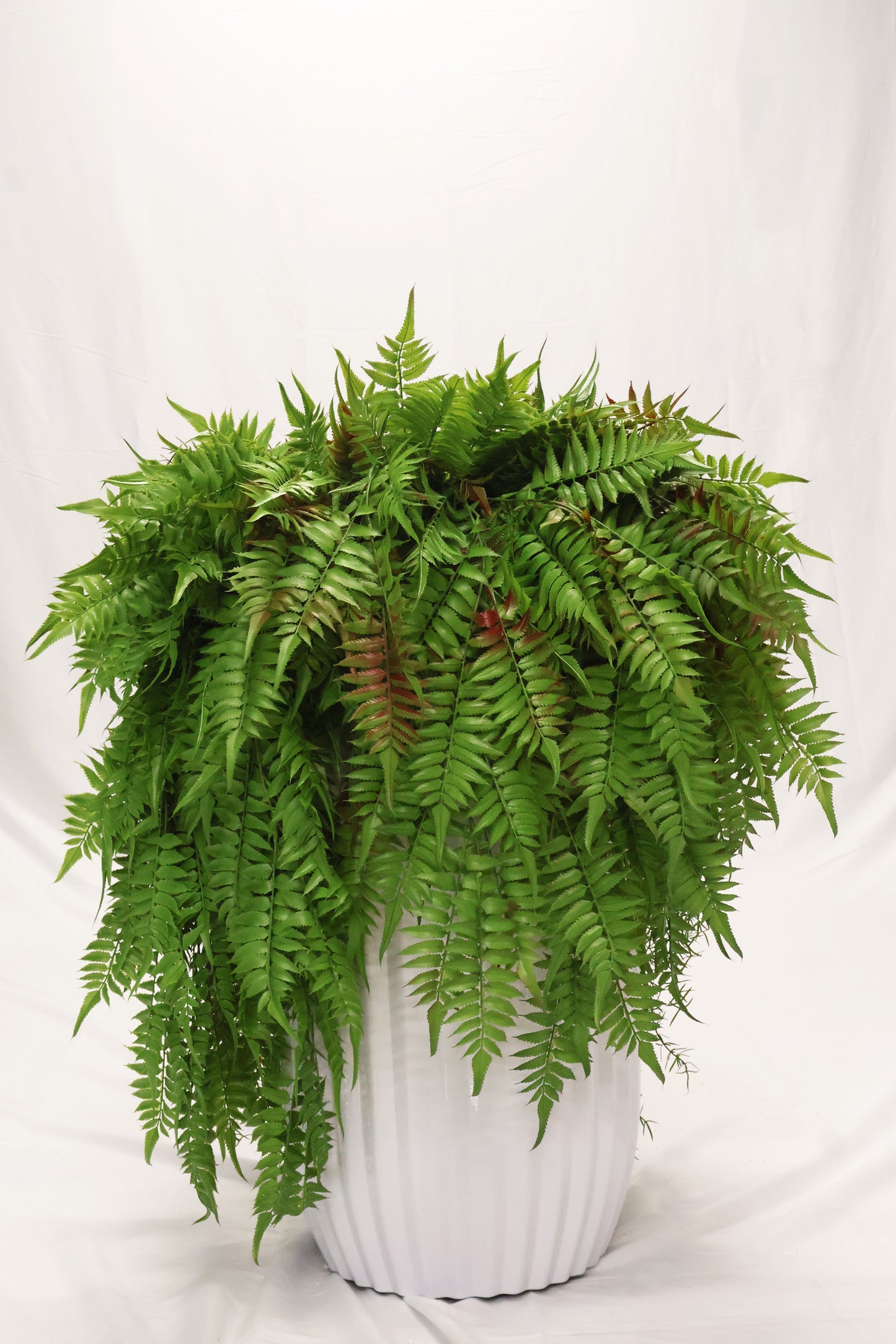 AUTUMN FERN (LARGE LEAF TYPE) — 43" (109 cm)