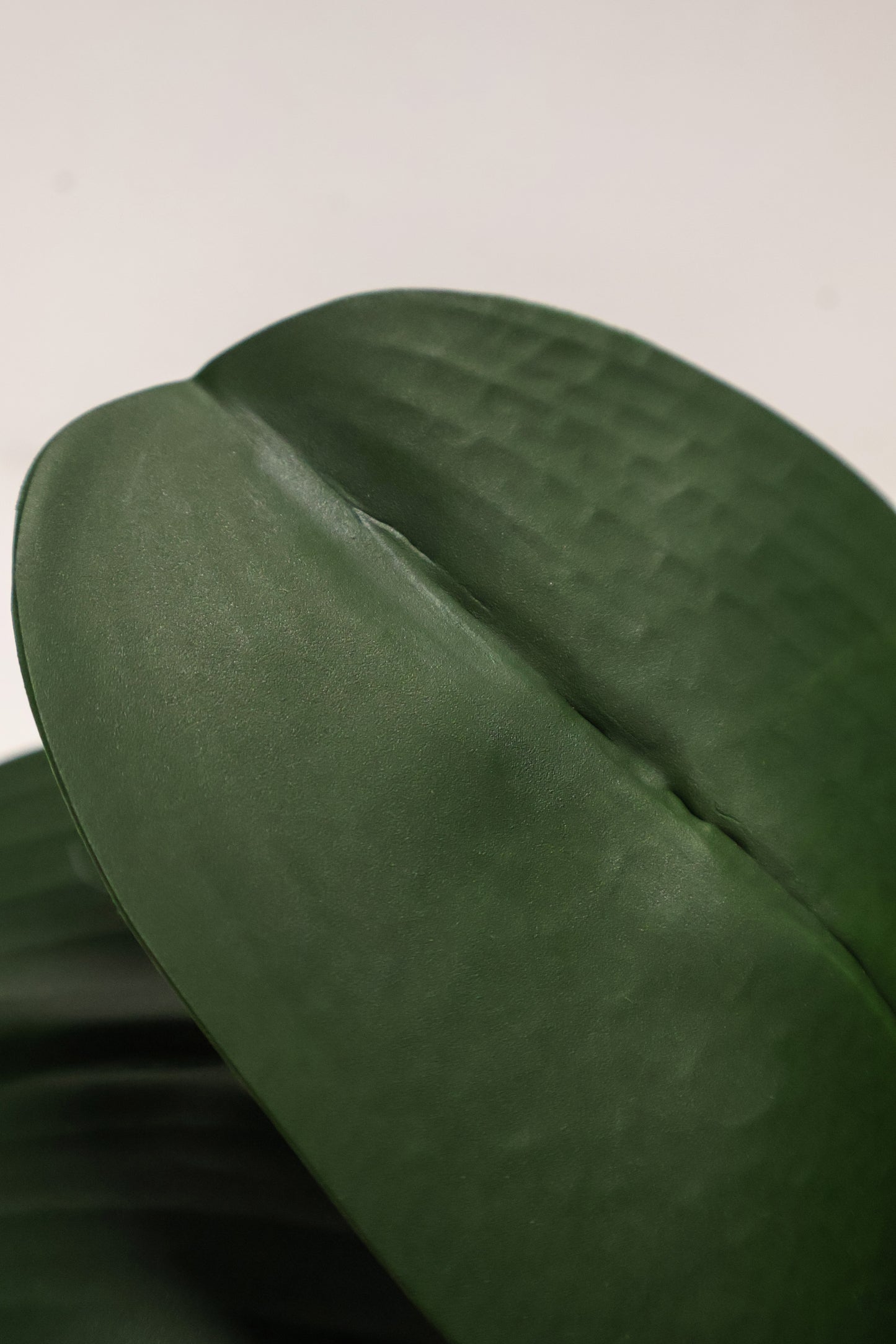 BUTTERFLY ORCHID LEAVES — 10.2" (26 cm)