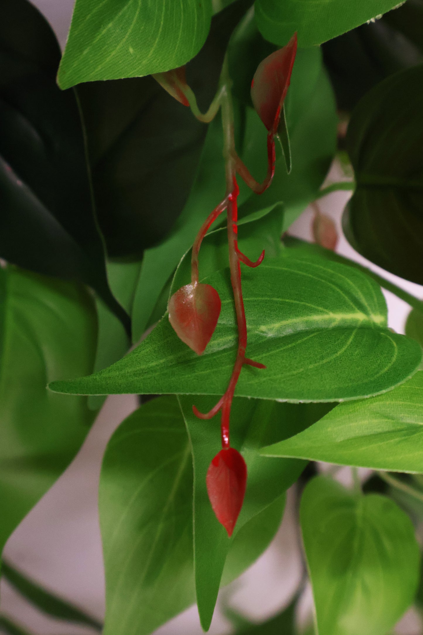 HEARTLEAF PHILODENDRON VINE — 41.3" (105 cm)