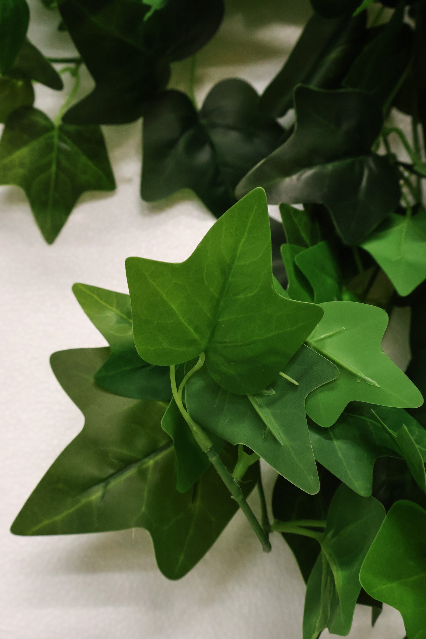 HEDERA HELIX (ENGLISH IVY) VINE — 47.2" (120 cm)