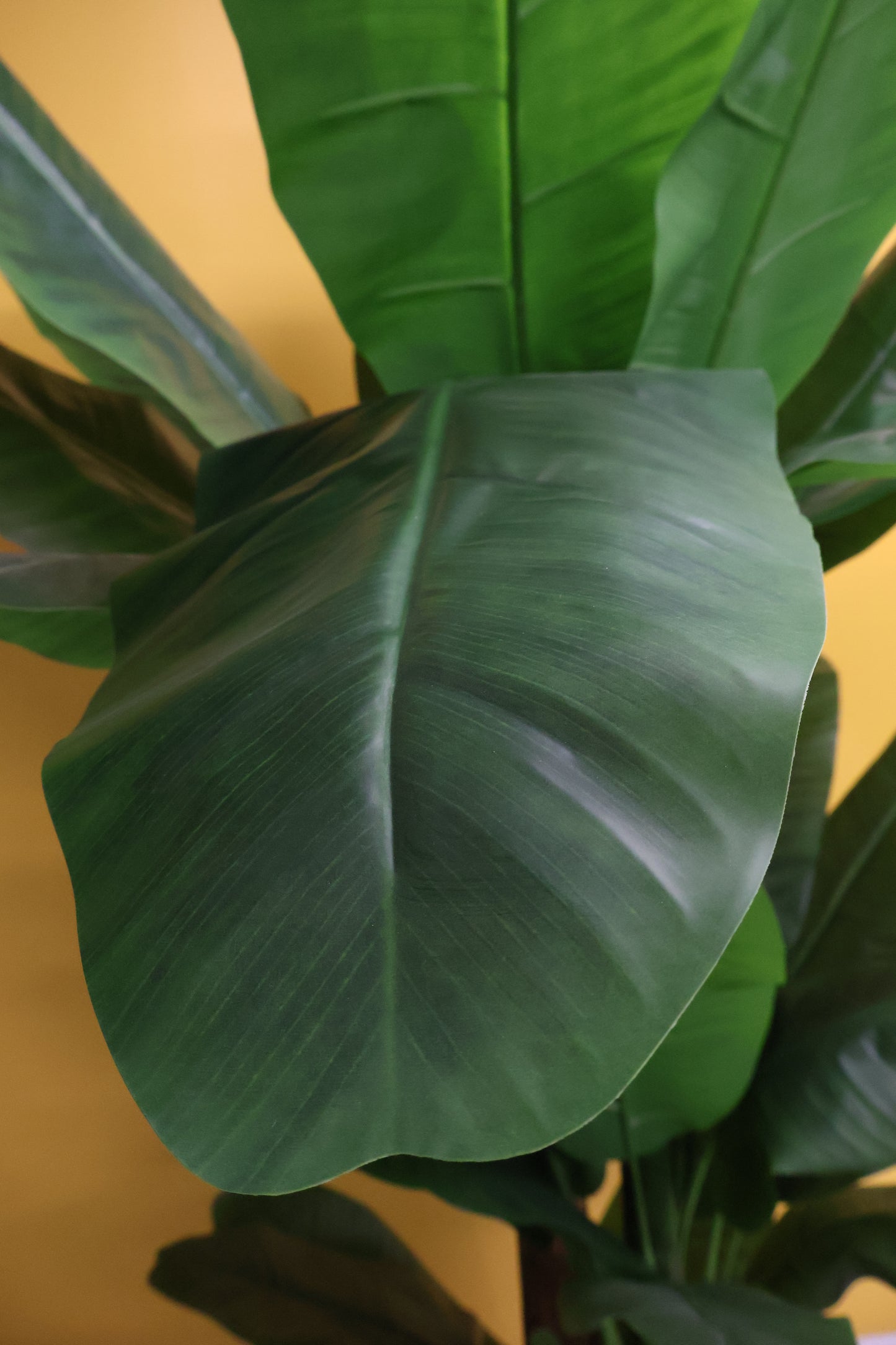 BANANA TREE (3-STEM) — 98.4" (250 cm)