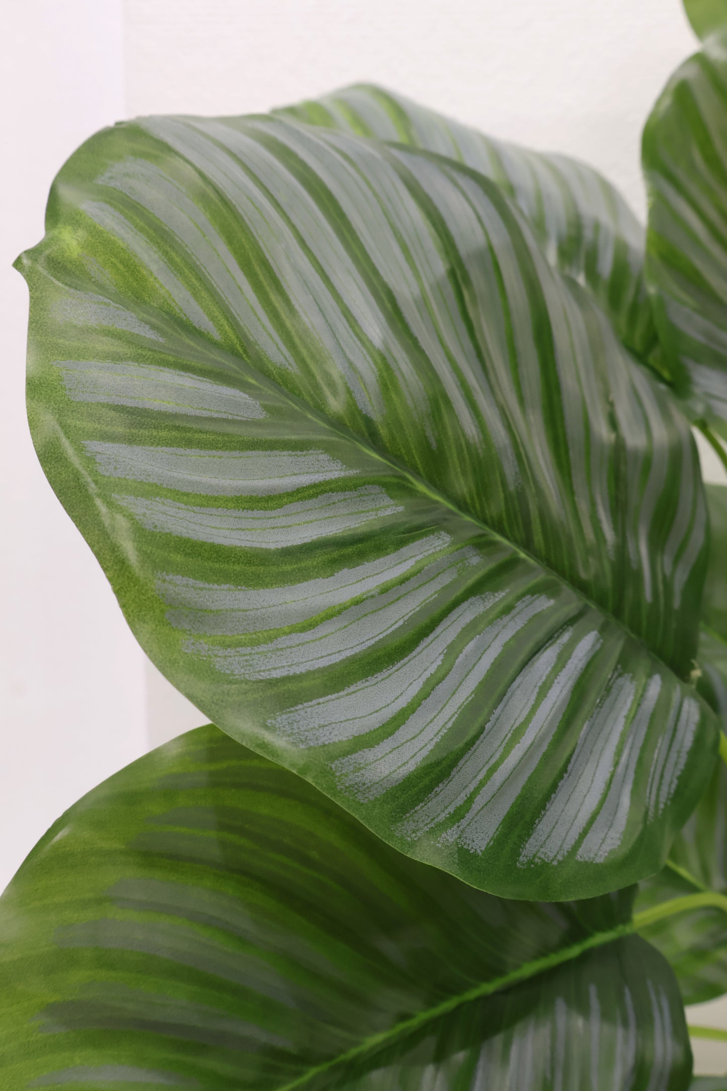 CALATHEA ORBIFOLIA — 22.8" (58 cm)