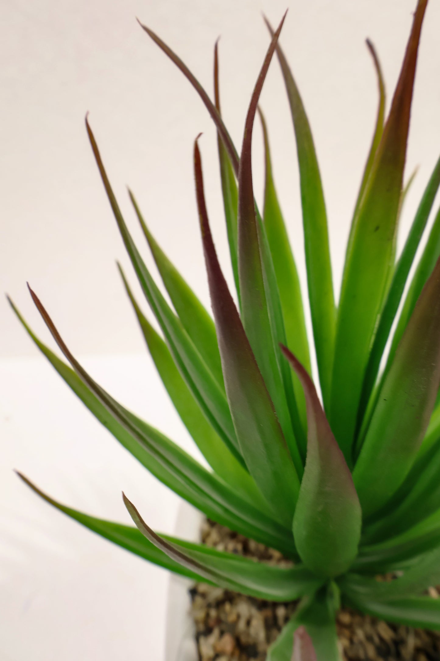 ARTIFICIAL ALOE VERA PLANT — 7.1" × 4.7" (18 × 12 cm)