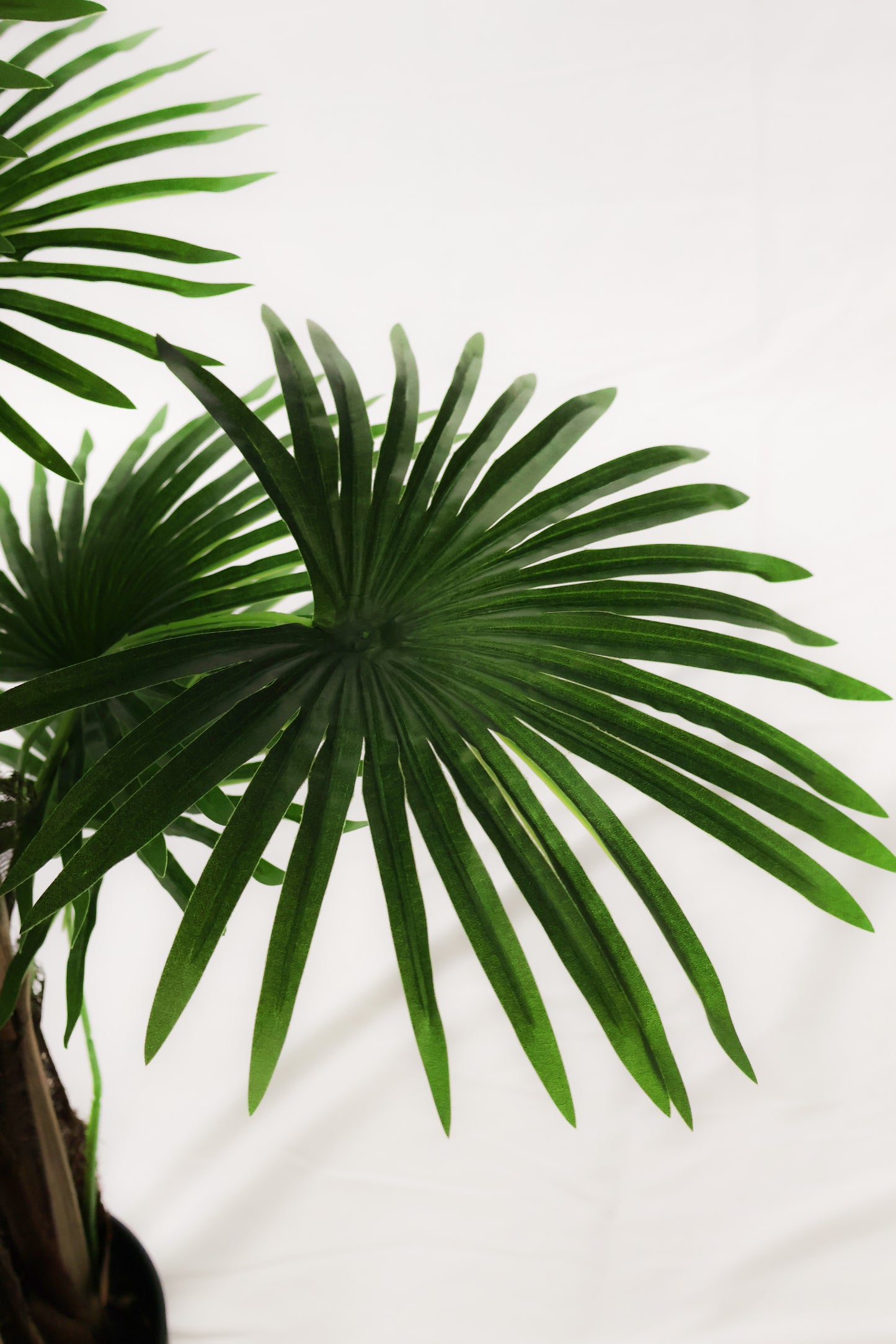 FAN PALM (CHINESE PALM) — 66.9" (170 cm)