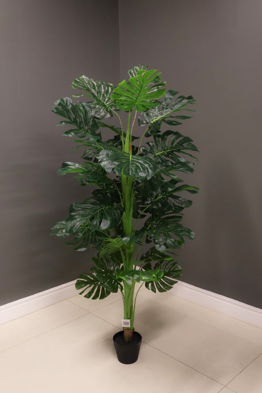 MONSTERA — 59.1" (150 cm)