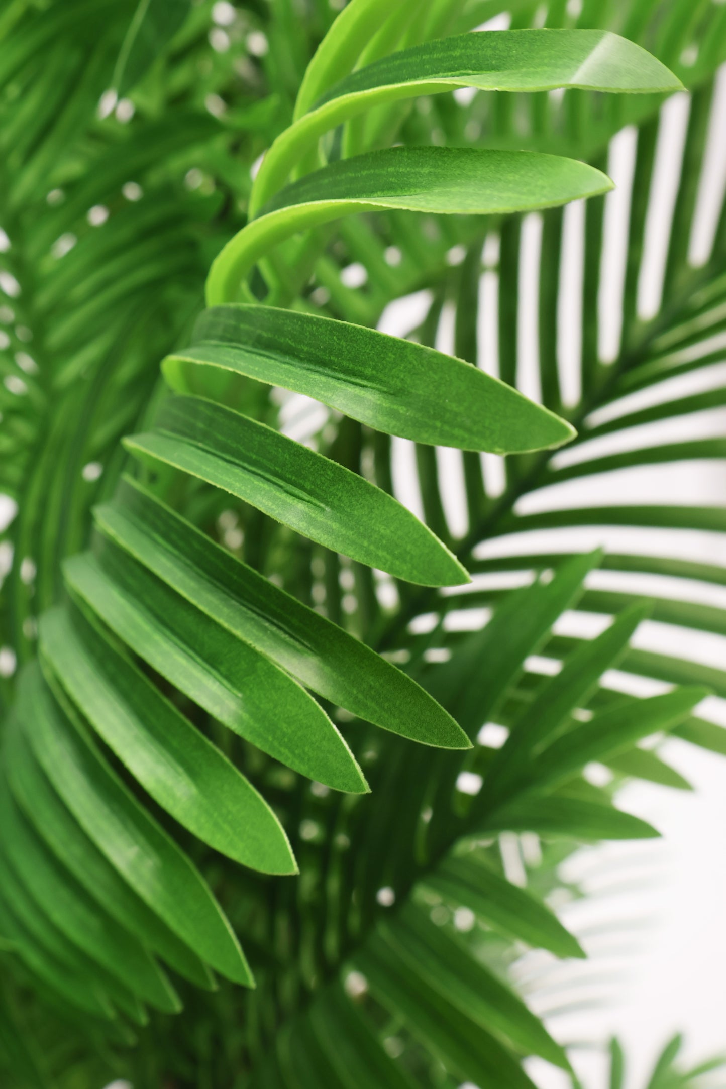 ARECA PALM (GOLDEN CANE) — 70.9" (180 cm)