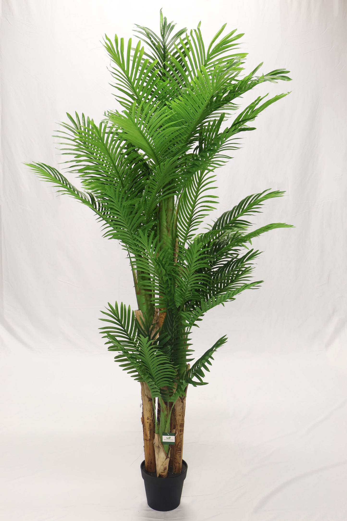 ARECA PALM (GOLDEN CANE) — 70.9" (180 cm)