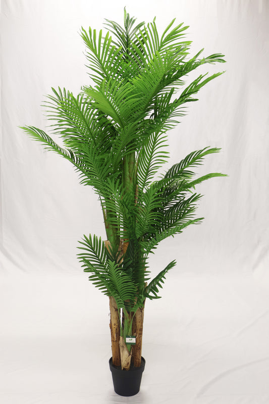 ARECA PALM (GOLDEN CANE) — 70.9" (180 cm)