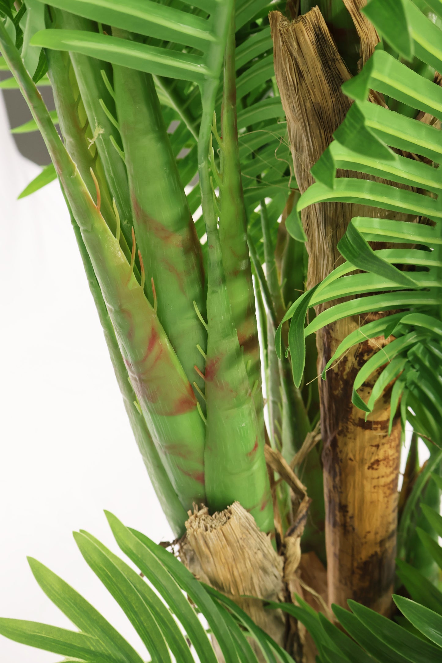 ARECA PALM (GOLDEN CANE) — 70.9" (180 cm)