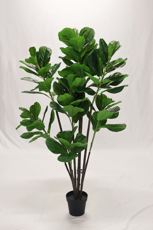 FIDDLE-LEAF FIG — 63" (160 cm)