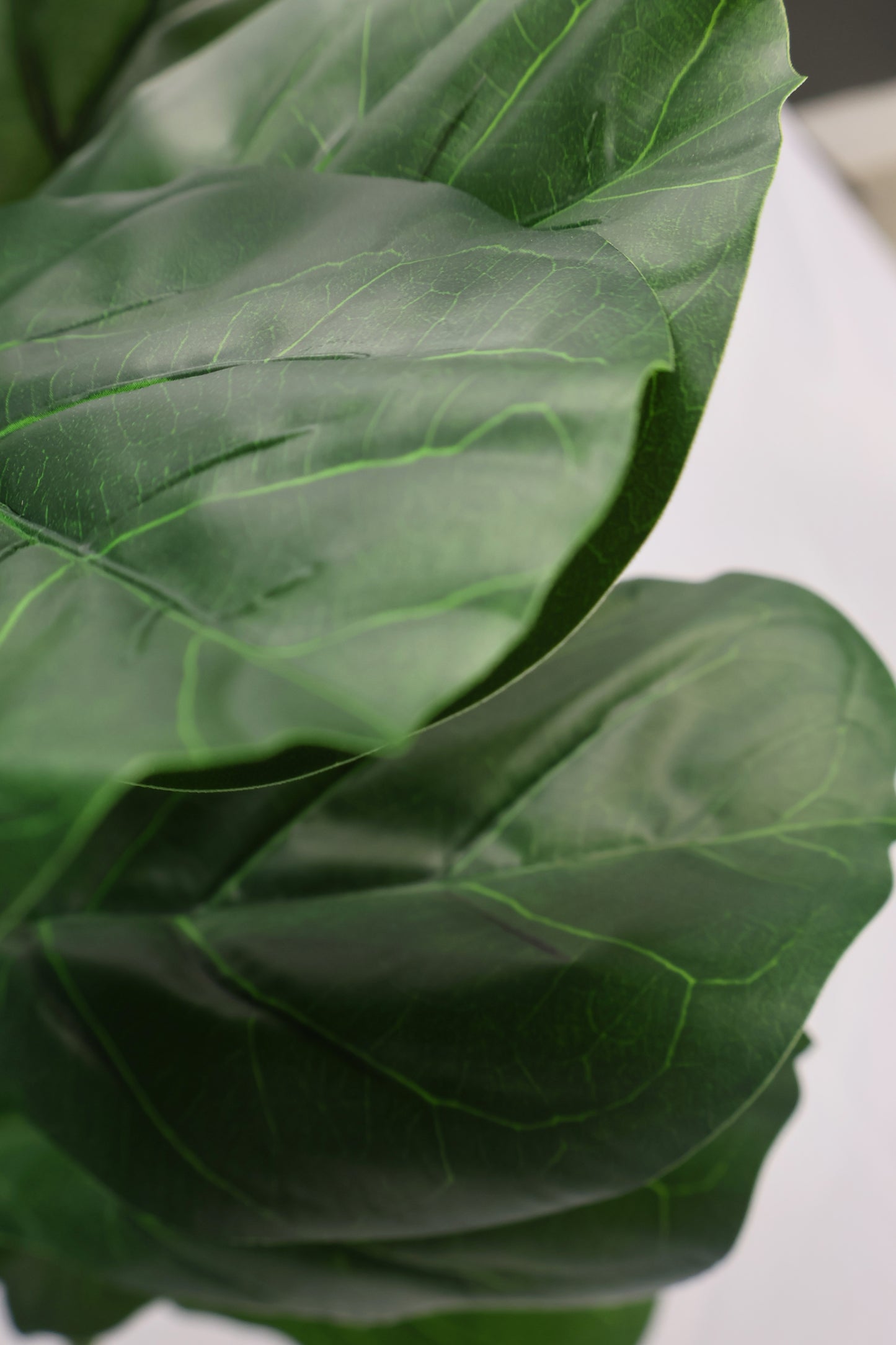 FIDDLE-LEAF FIG — 63" (160 cm)