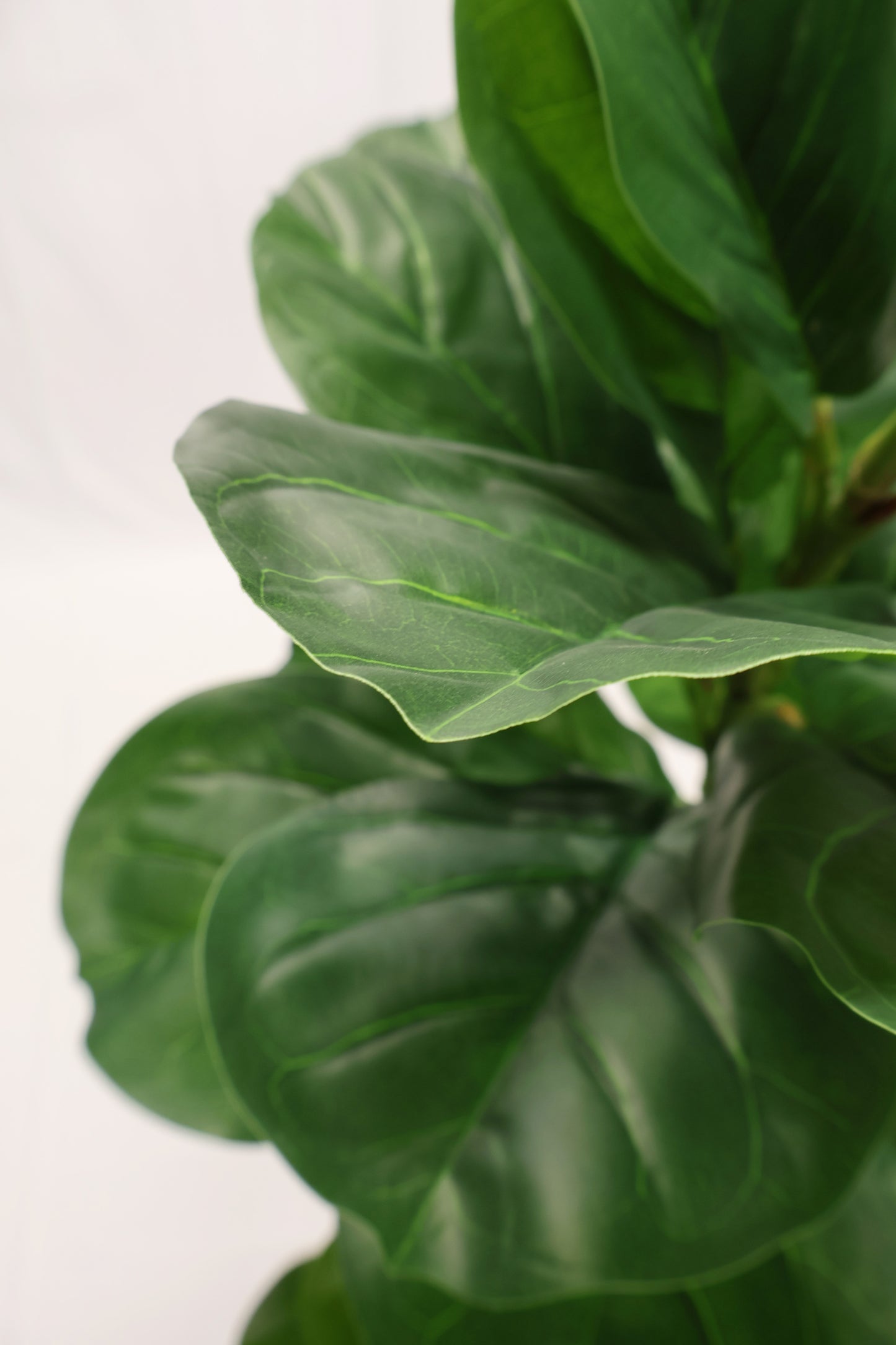 FIDDLE-LEAF FIG — 63" (160 cm)