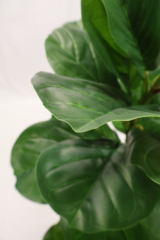 FIDDLE-LEAF FIG — 63" (160 cm)