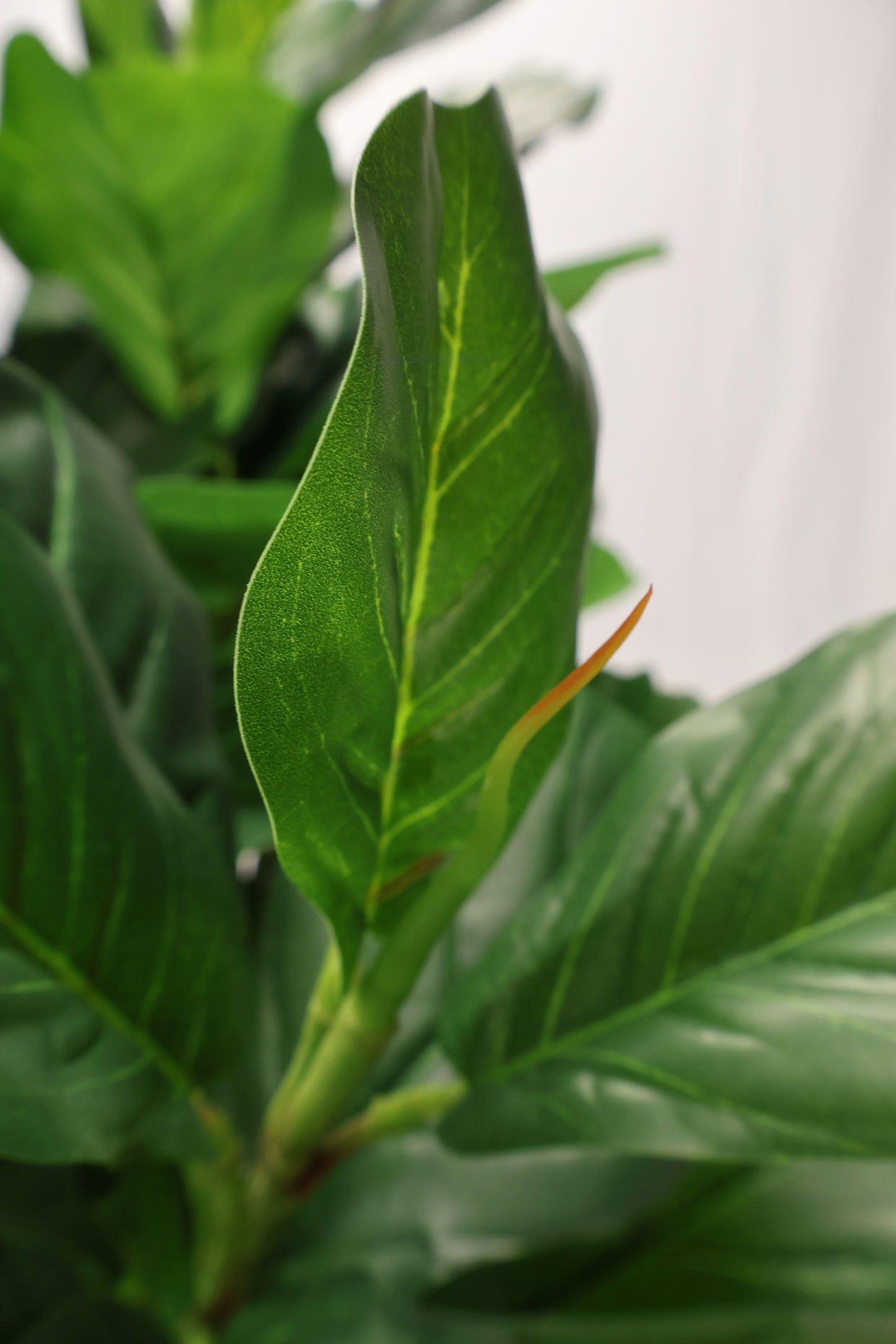 FIDDLE-LEAF FIG — 63" (160 cm)
