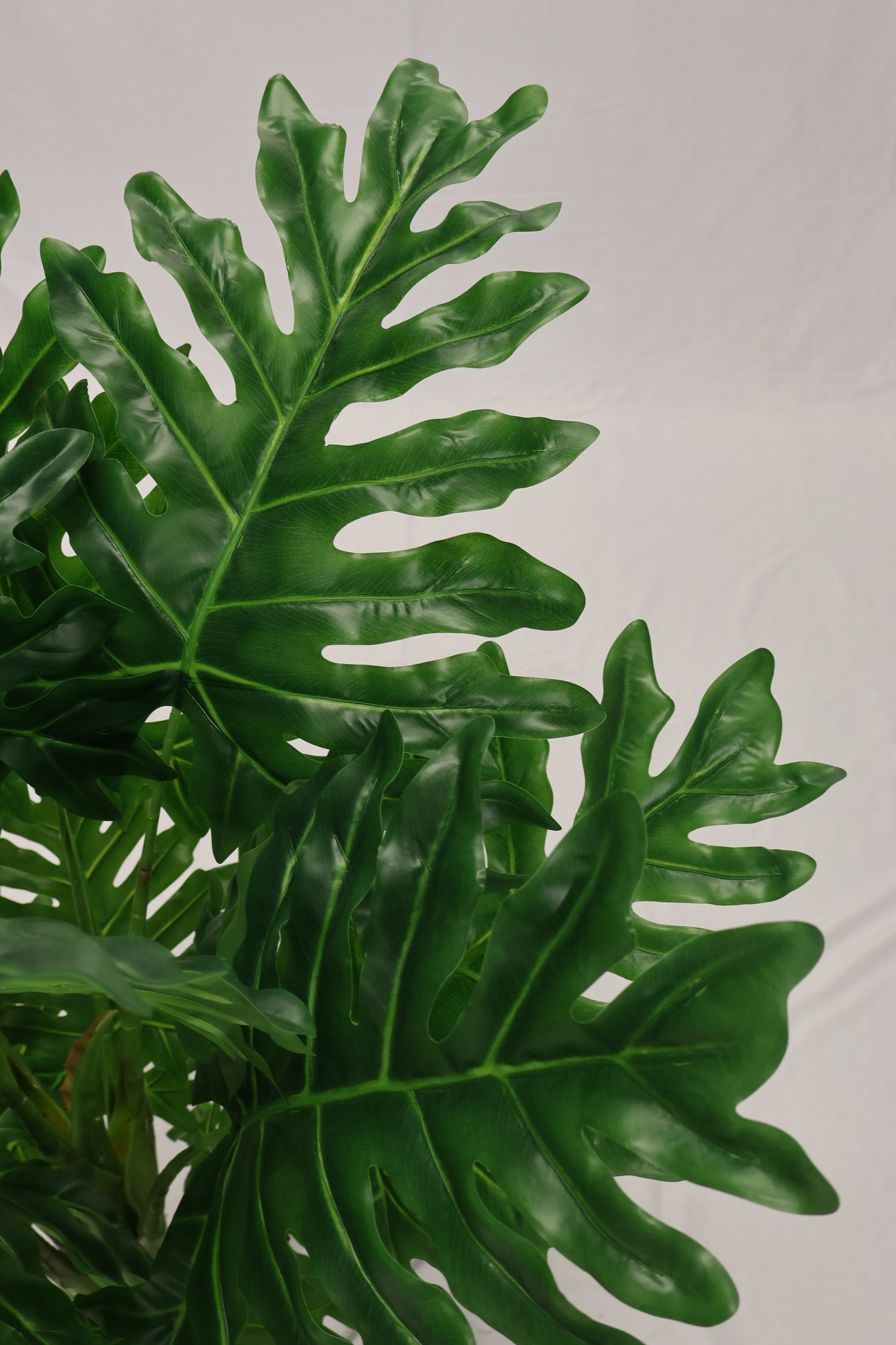 PHILODENDRON PLANT (NATURAL TRUNK) — 47.2" (120 cm)