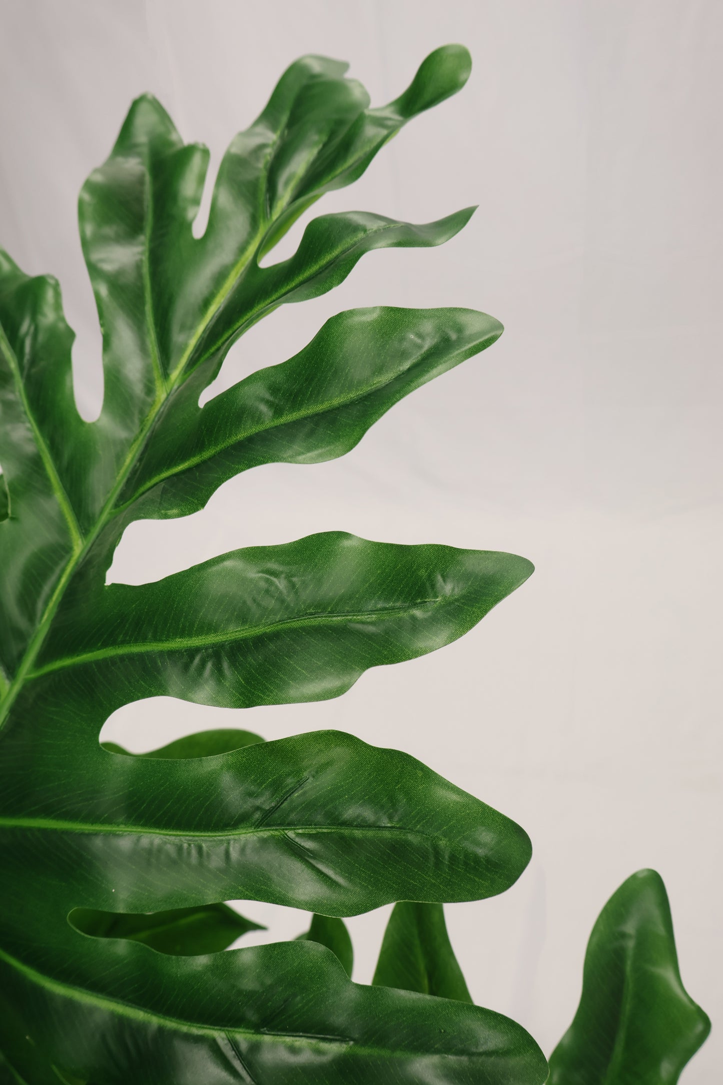 PHILODENDRON PLANT (NATURAL TRUNK) — 47.2" (120 cm)