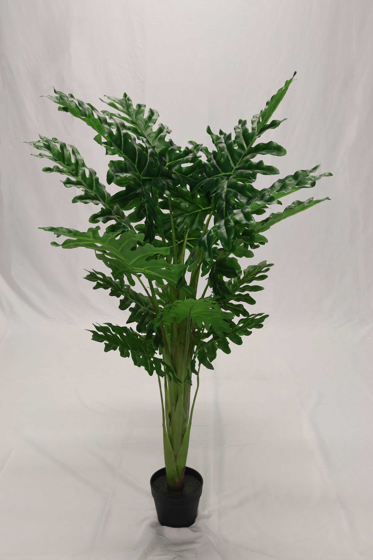PHILODENDRON PLANT (NATURAL TRUNK) — 47.2" (120 cm)