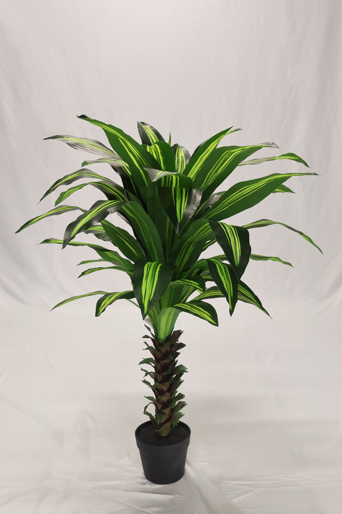 YELLOW STRIPE DRACAENA — 39.4" (100 cm)