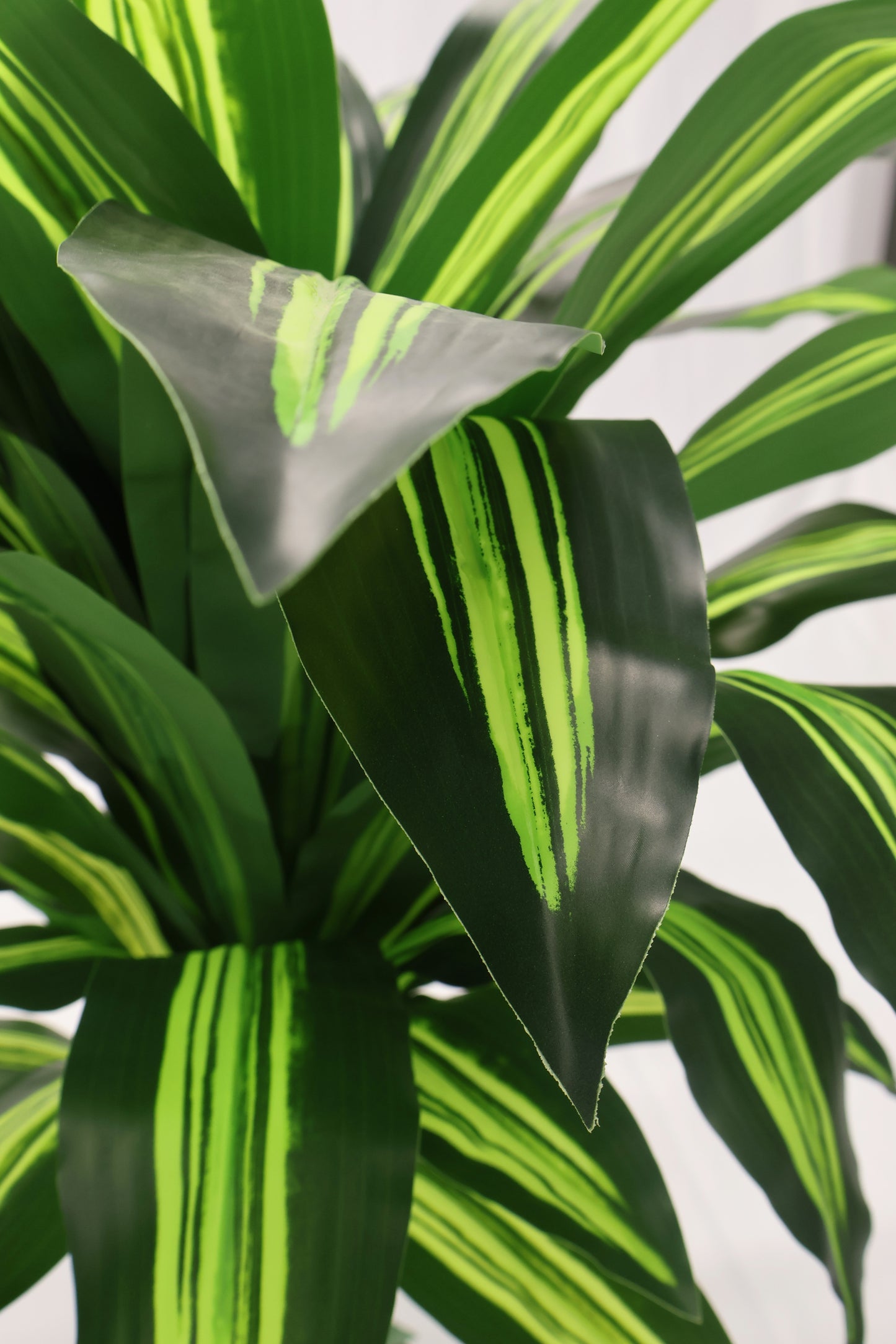 YELLOW STRIPE DRACAENA — 39.4" (100 cm)