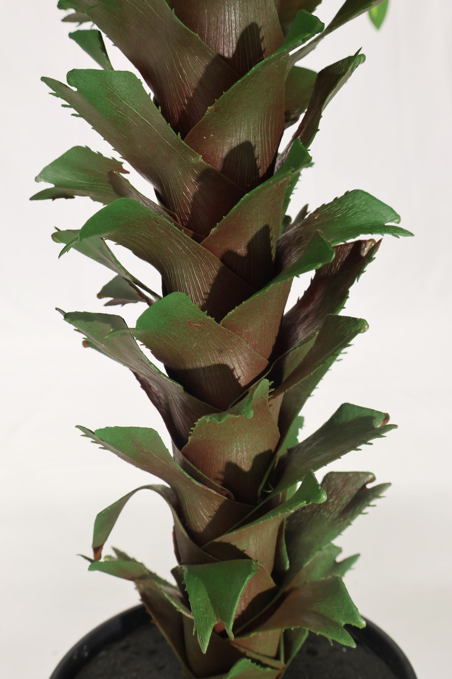 YELLOW STRIPE DRACAENA — 39.4" (100 cm)
