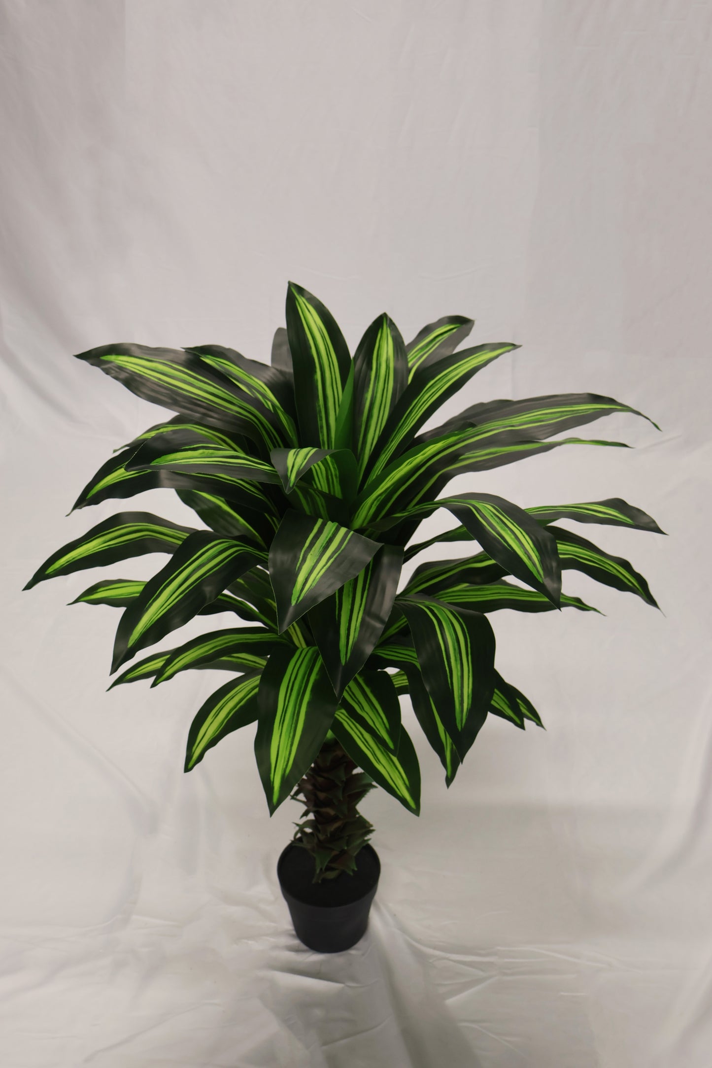 YELLOW STRIPE DRACAENA — 39.4" (100 cm)