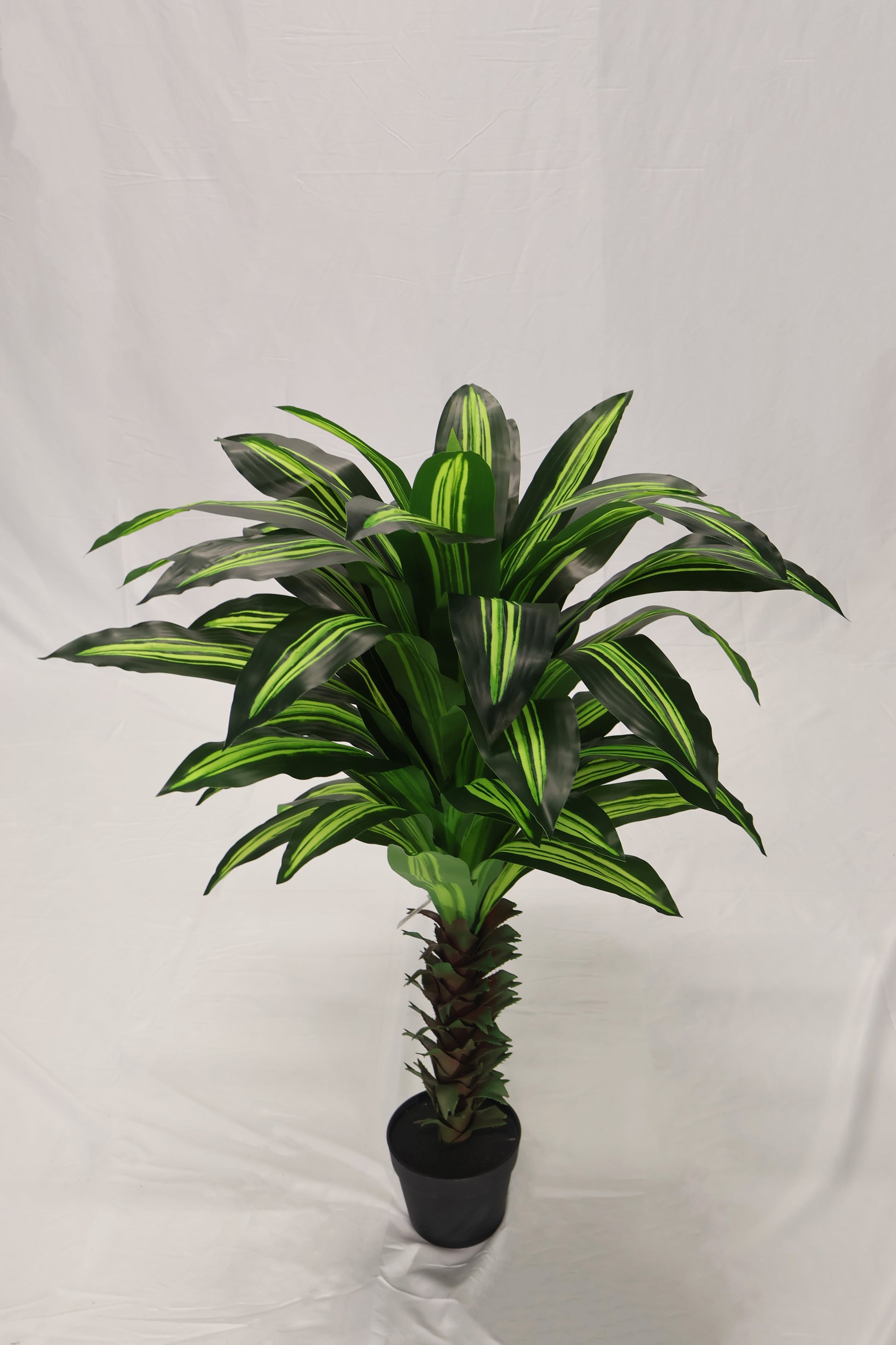 dracaena yellow stripe YELLOW STRIPE DRACAENA — 39.4" (100 cm) – ART OF THE GREEN