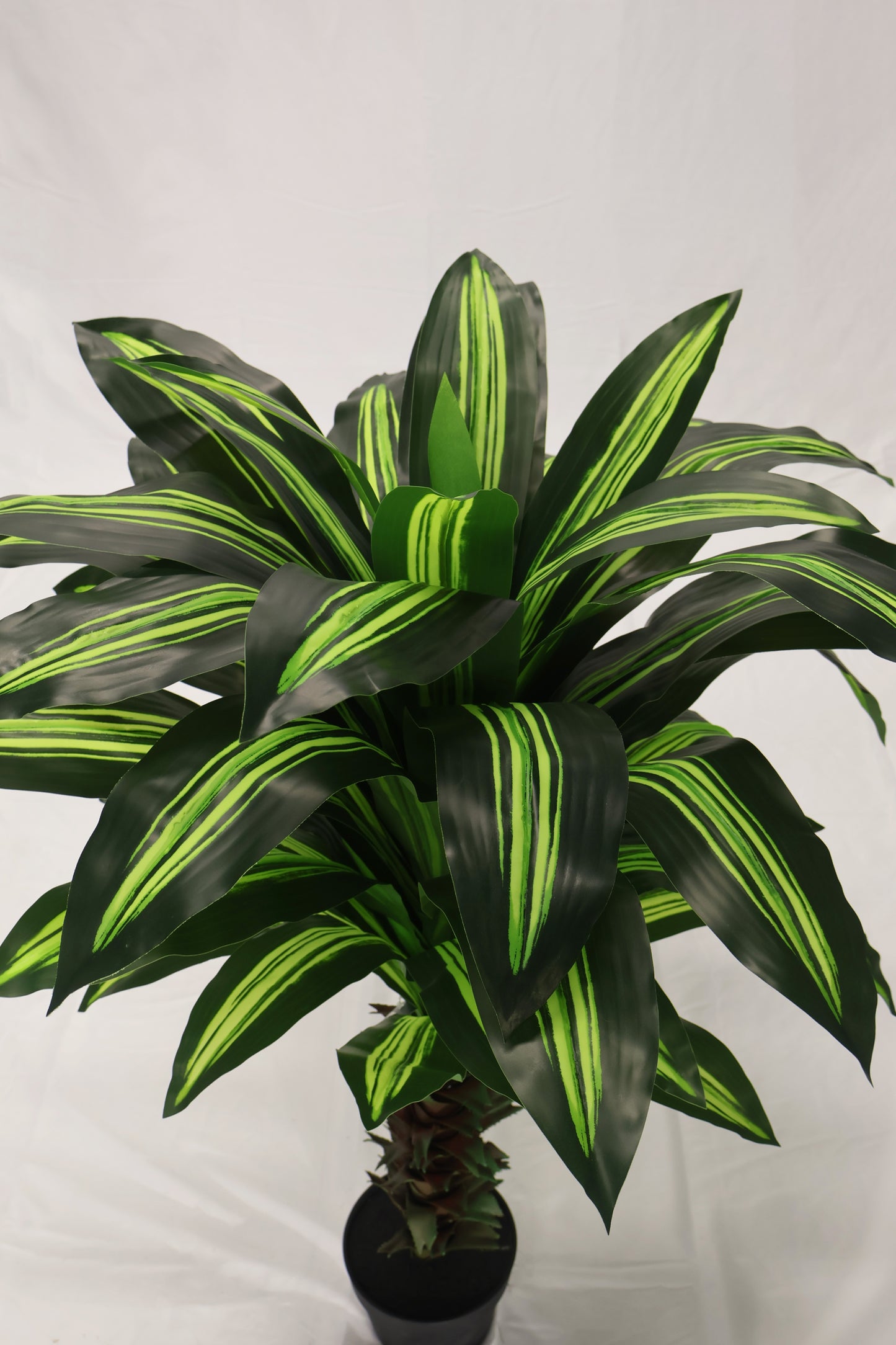 YELLOW STRIPE DRACAENA — 39.4" (100 cm)