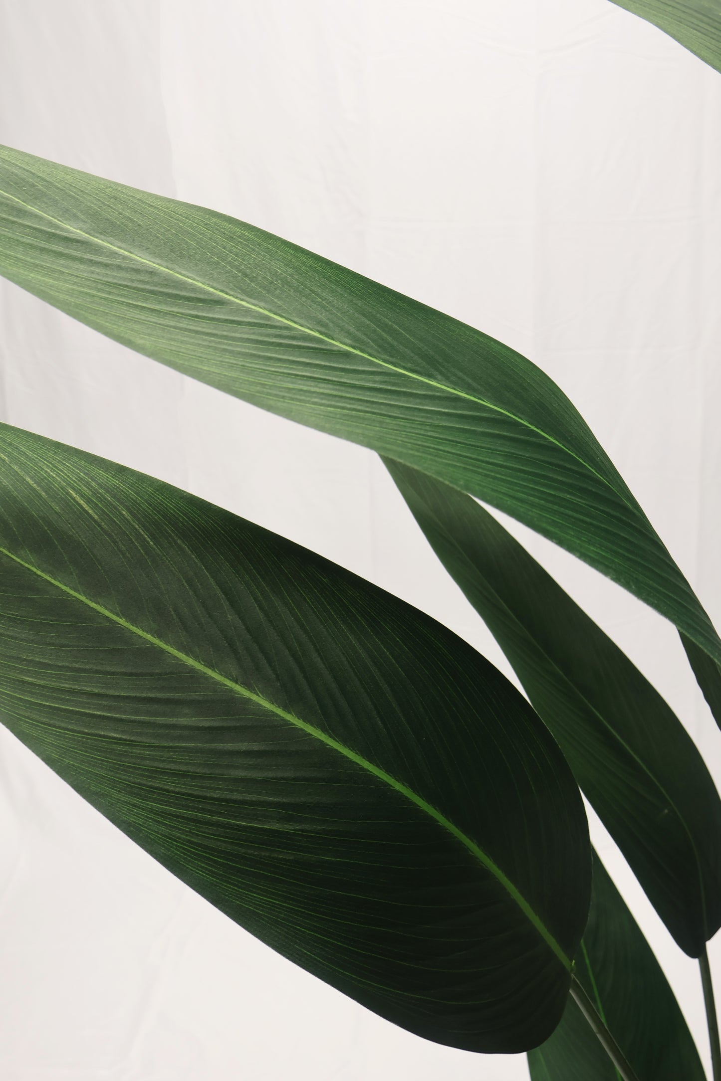 CANNA LILY TREE — 70.1" (178 cm)