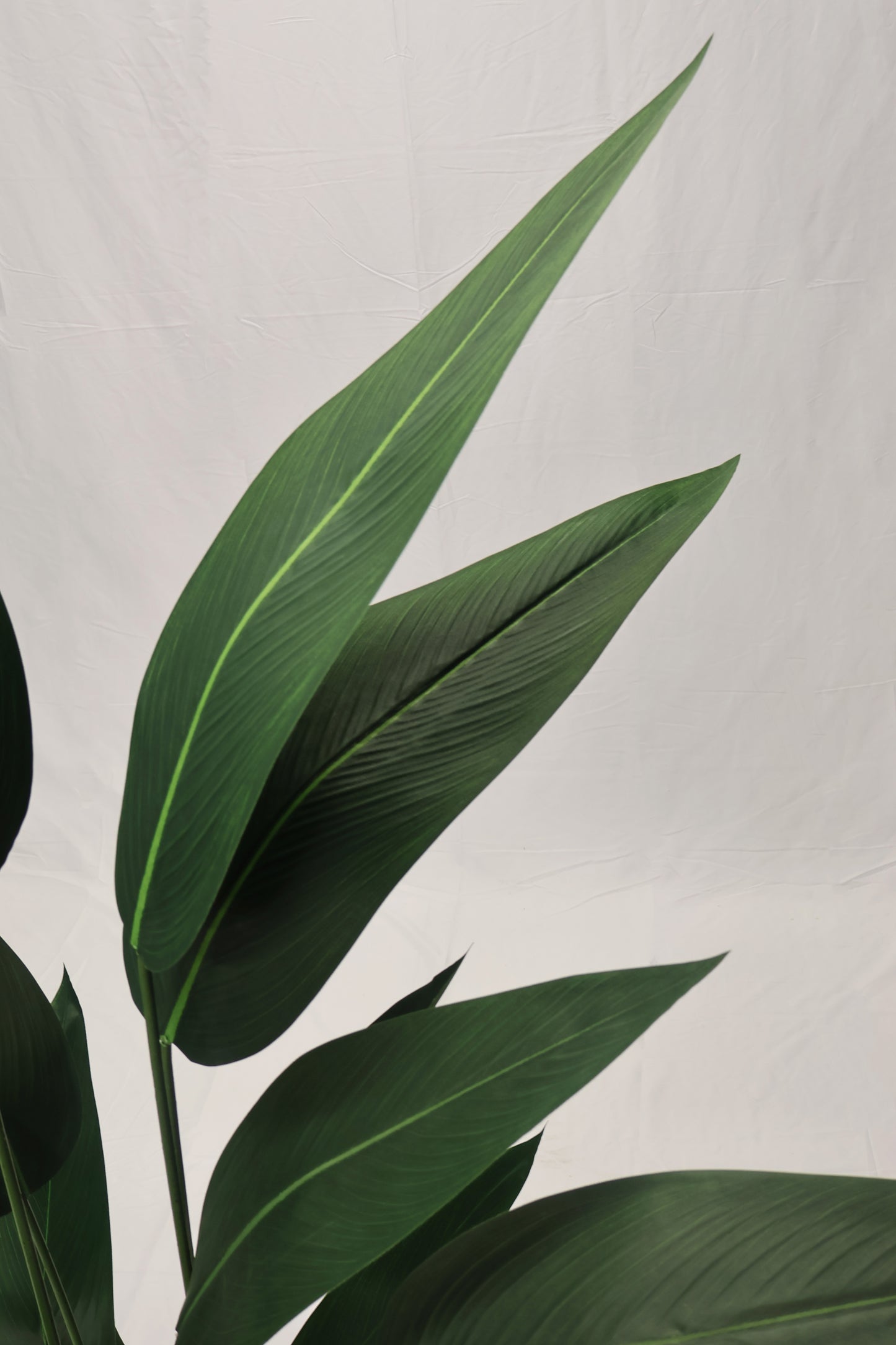 CANNA LILY TREE — 70.1" (178 cm)