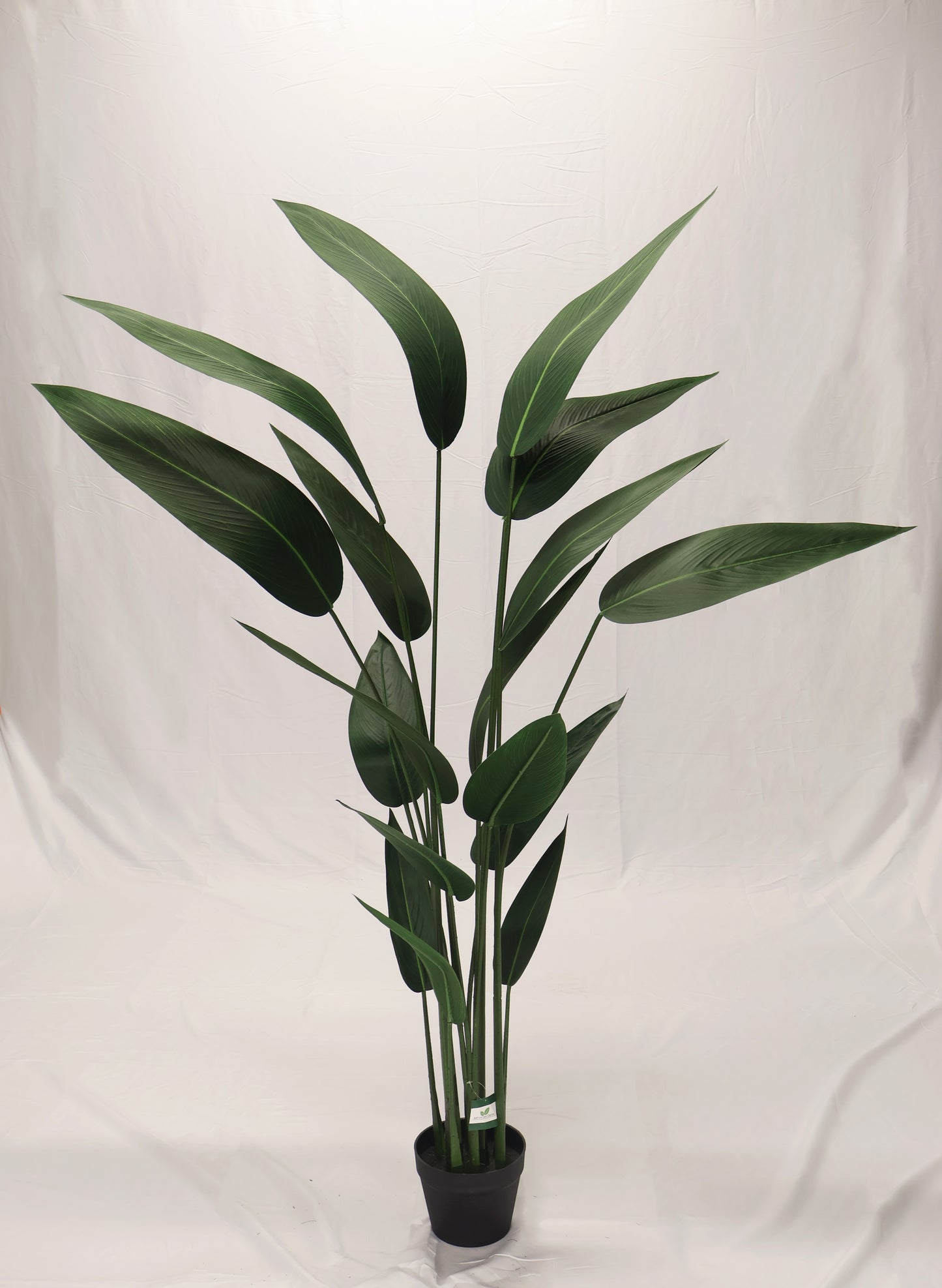 CANNA LILY TREE — 70.1" (178 cm)