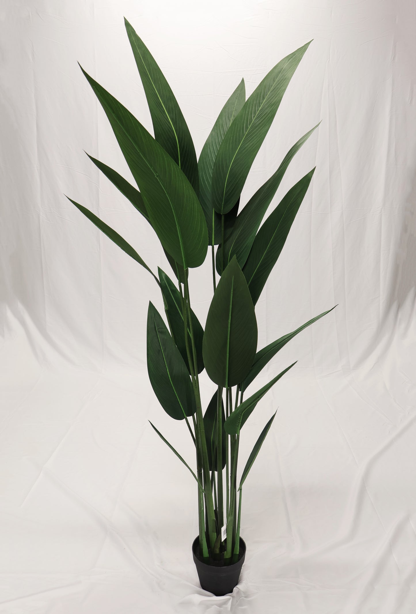 CANNA LILY TREE — 70.1" (178 cm)