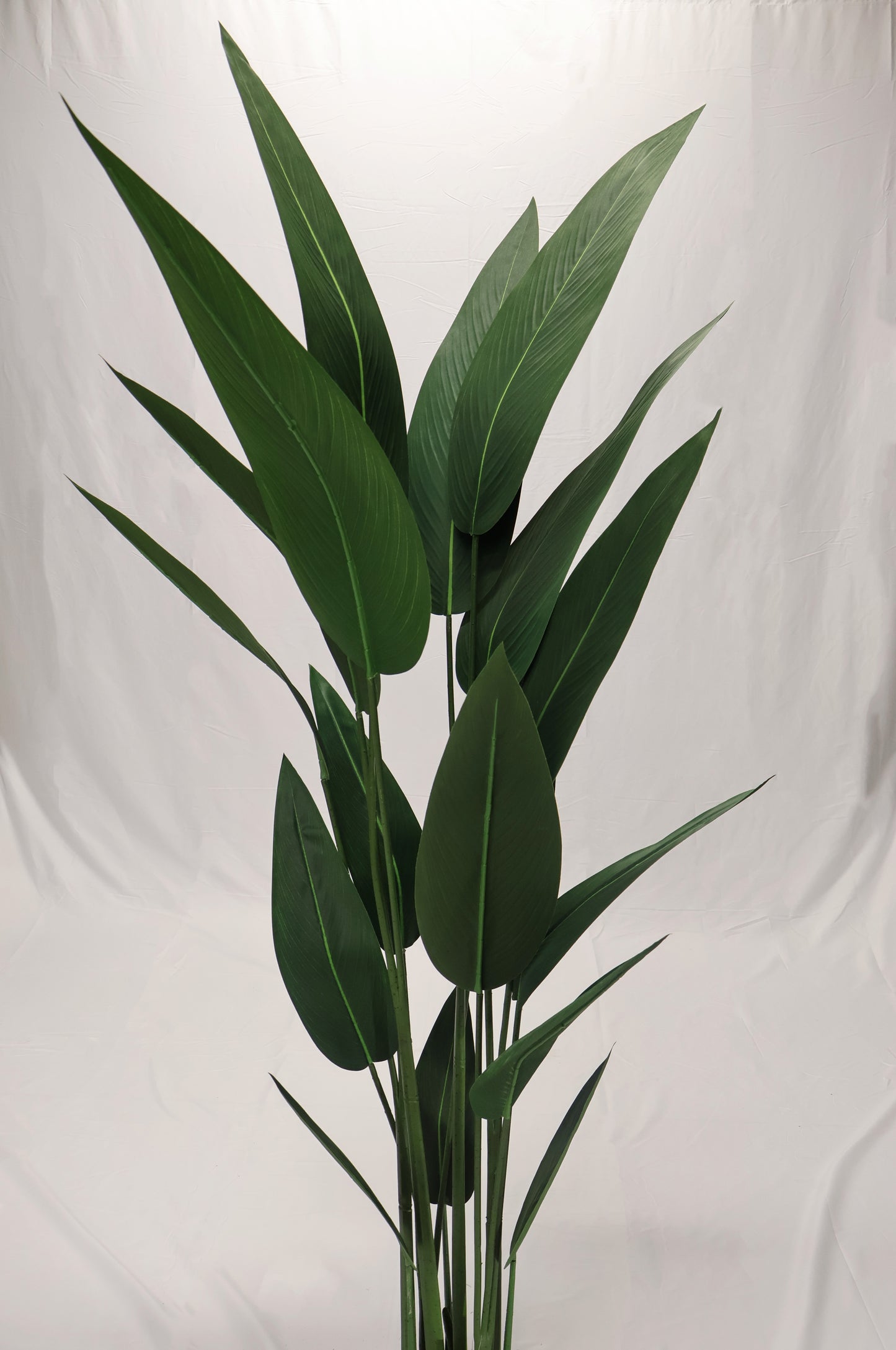 CANNA LILY TREE — 70.1" (178 cm)