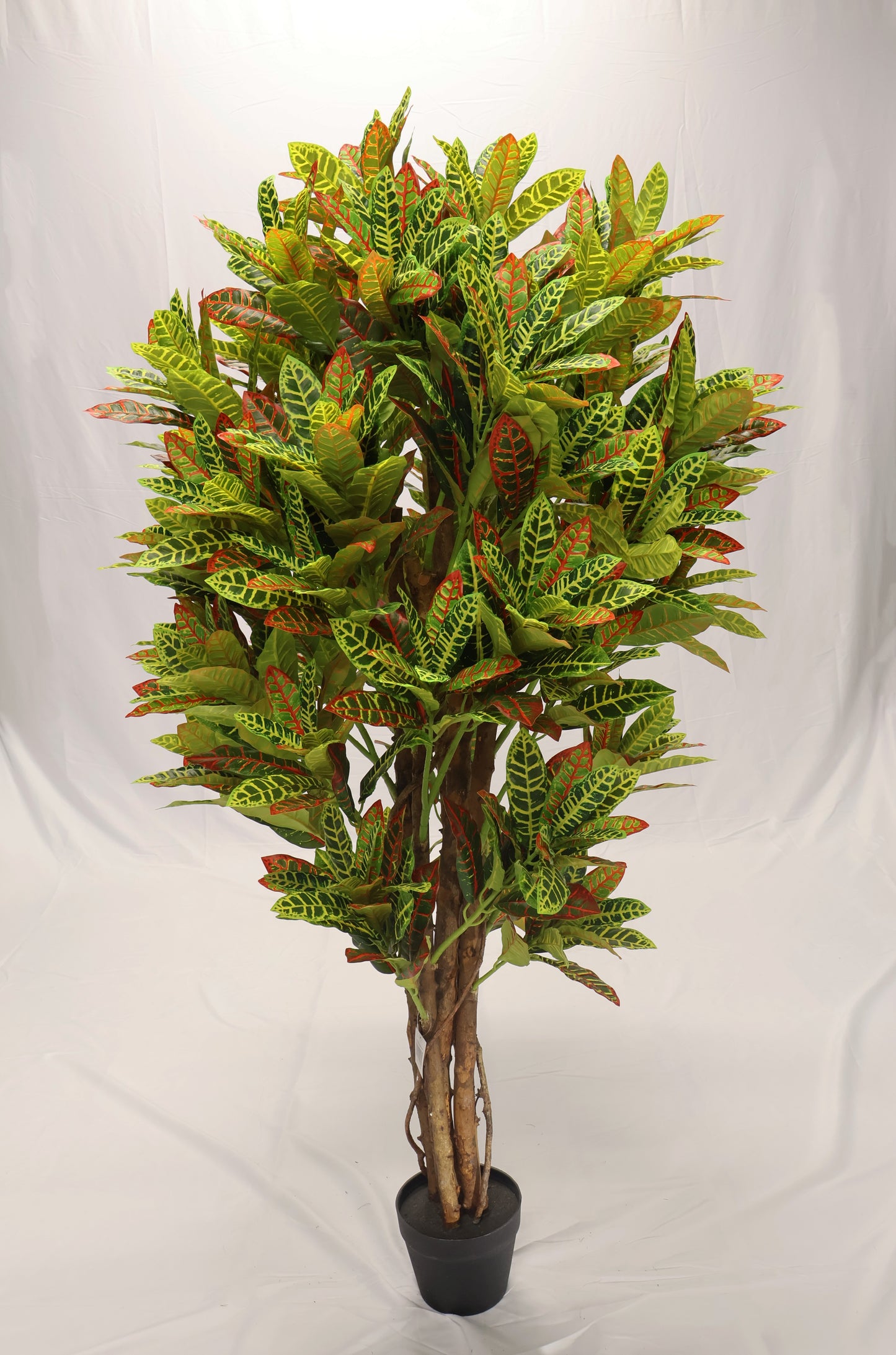 CROTON (NATURAL WOOD TRUNK) — 63" (160 cm)