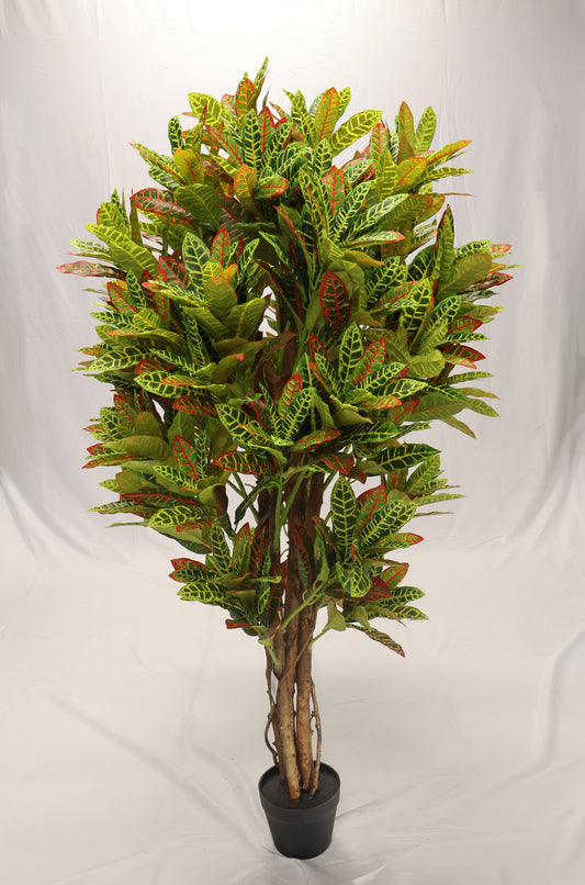 CROTON (NATURAL WOOD TRUNK) — 63" (160 cm)