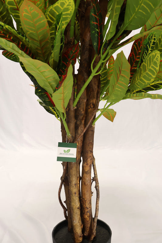 CROTON (NATURAL WOOD TRUNK) — 63" (160 cm)